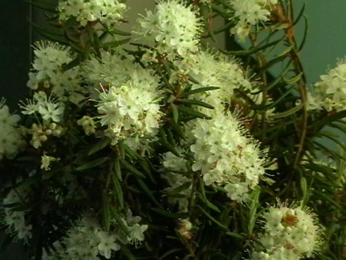Багульник цветет.