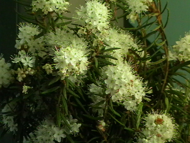 Багульник цветет.