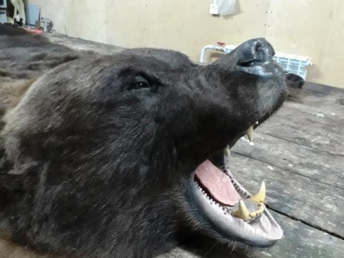 Ковер медведя.