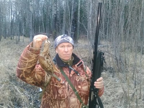 Вальдшнеп на тяге.