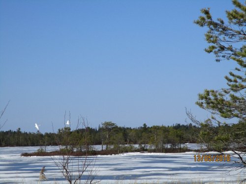 лебеди