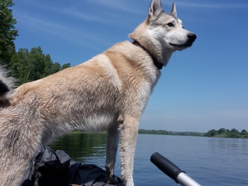 Впередсмотрящий Серый