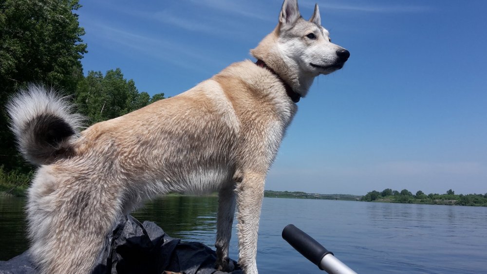 Впередсмотрящий Серый