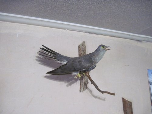 кукушка