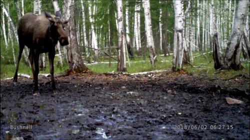 Сохатый утром