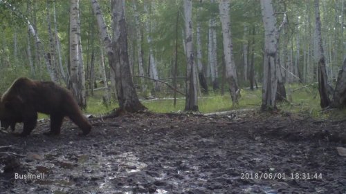 Медведь покасть в камеру залез