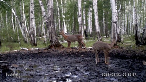 Семья косуль на солонце