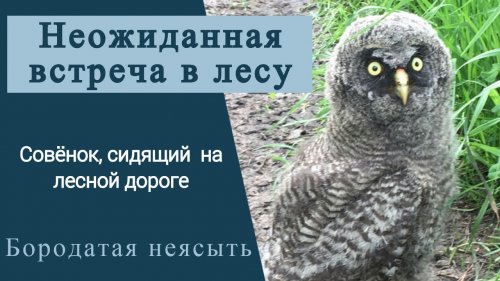 Встреча в лесу. Бородатая неясыть