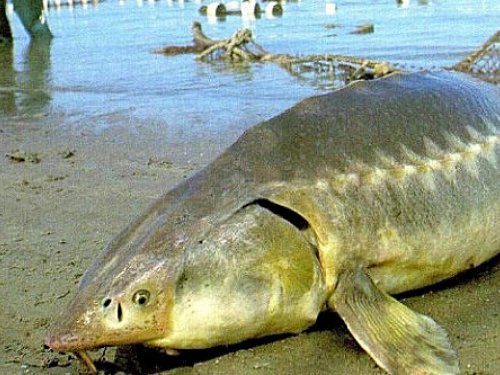 В Амуре поймали гигантскую калугу