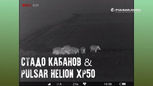 Тепловизор Pulsar Helion XP50 и стадо кабанов