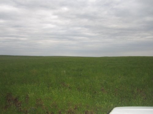 Кусочек белой нивы.... В стиле Якимото....