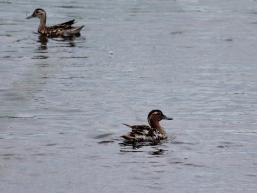 Уже не та краса