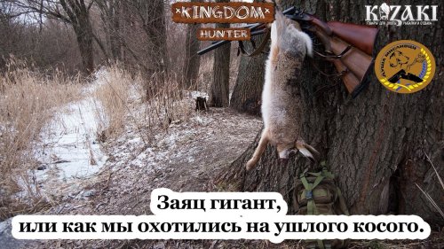 Заяц гигант, или как мы охотились на ушлого косого