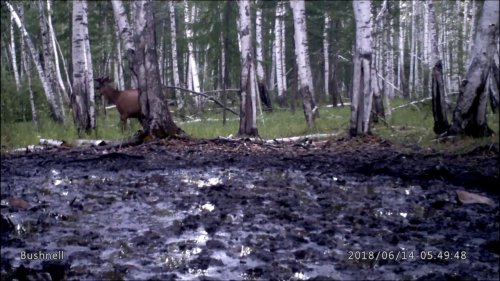 Как осторожно Пантач выходит на солончаки
