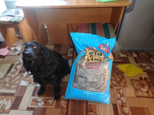 Отчёт об использовании сухого корма Field&Trail Junior Duck and Rice.