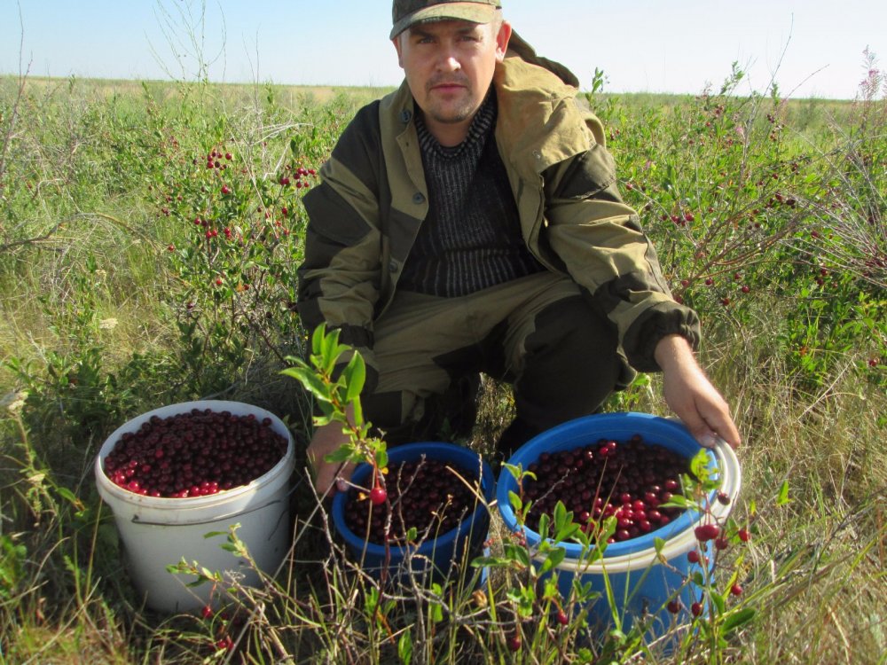 За вишней