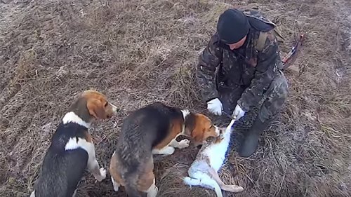Охота двух дней. Косой, енот и куропатка
