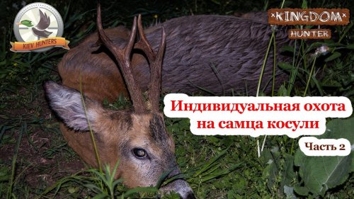 Индивидуальная охота на самца косули.  Часть 2