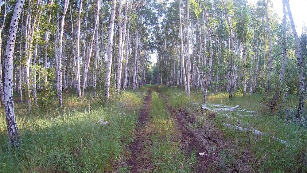 В лесу