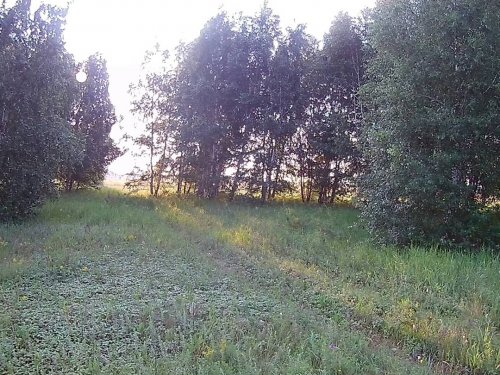 В лесу