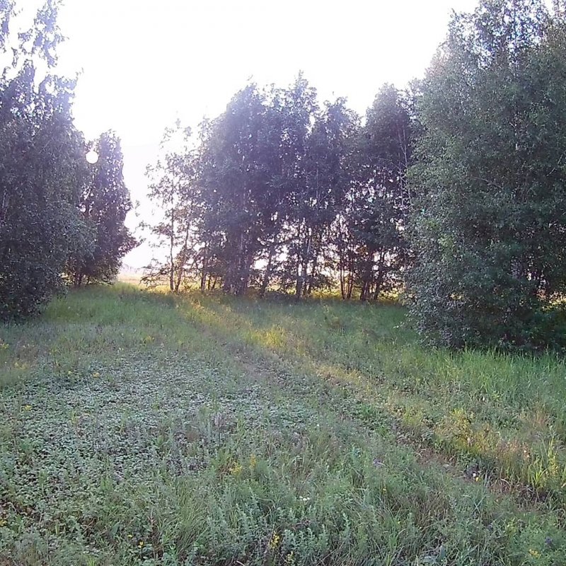 В лесу