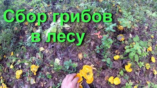 Сбор грибов в тайге. Встреча со змеями, грибы лисички целыми кучами.