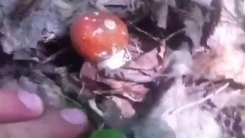 Белые грибочки открытие сезона тихой охоты!