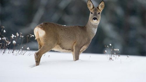 Отличный выстрел! Загонная охота на косулю зимой