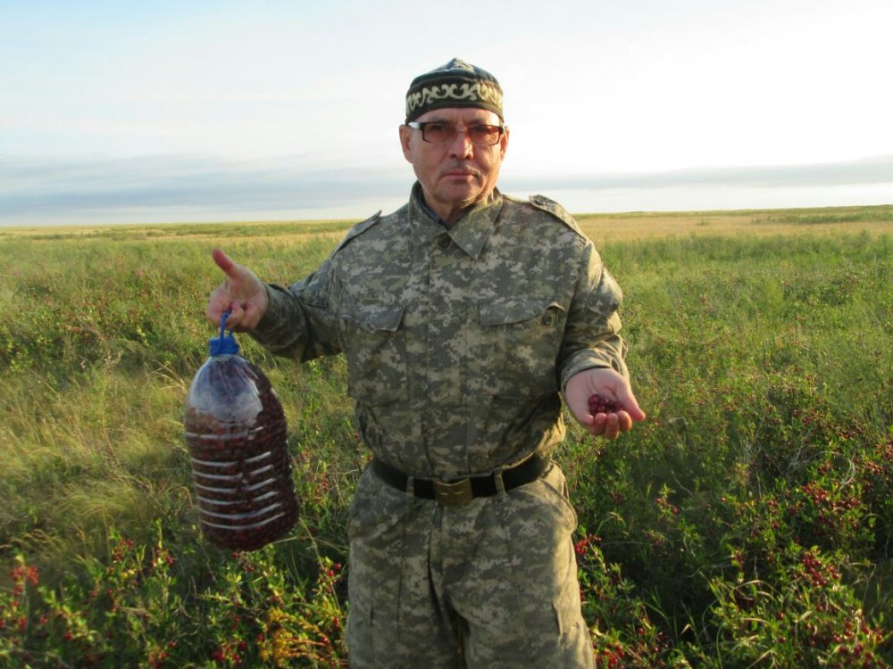 Степная вишня.