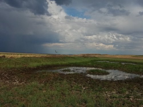 Перед грозой