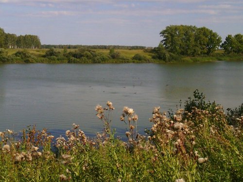 утки