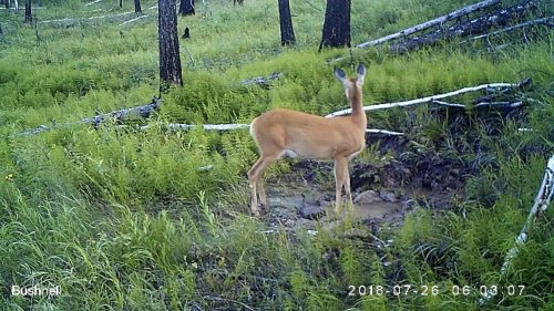 Косуля ныряет в воду за солоноватой глиной