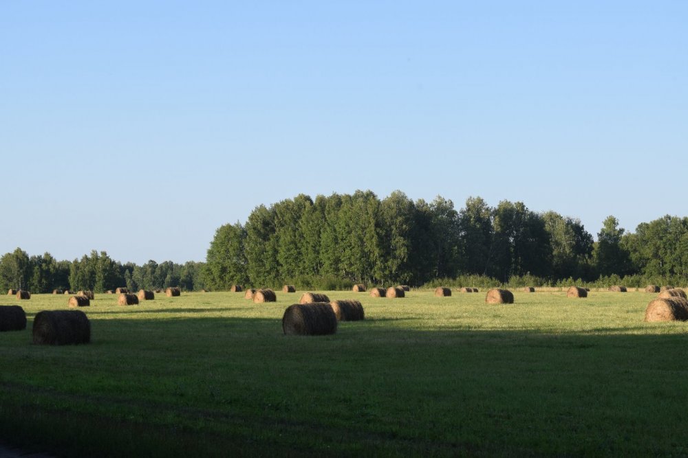 Сенокос.