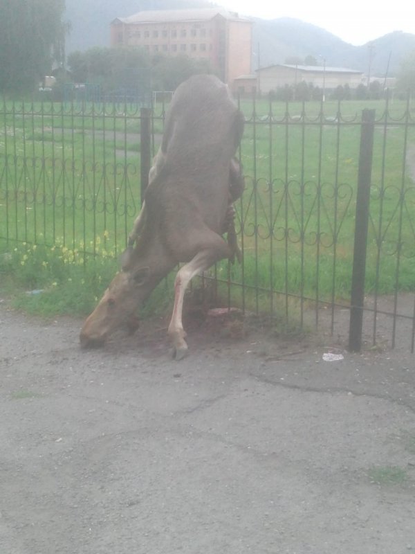 Трагедия