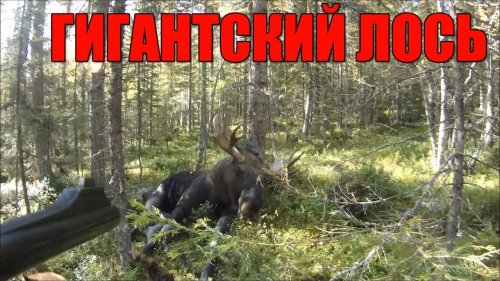 Я не поверил своим глазам. Гигантский Лось!