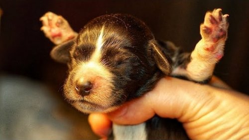 Такую собаку ХОТЯТ ВСЕ!  Воспитание и дрессировка охотничьей собаки.