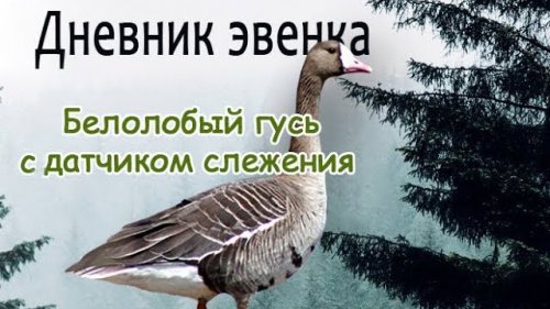 Белолобый гусь со спутниковым передатчиком.//White-fronted goose with satellite transmitter.