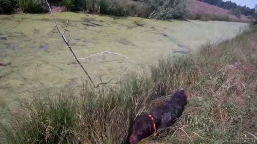 Охота с дратхааром со стойкой на утку,добор чужого подранка.