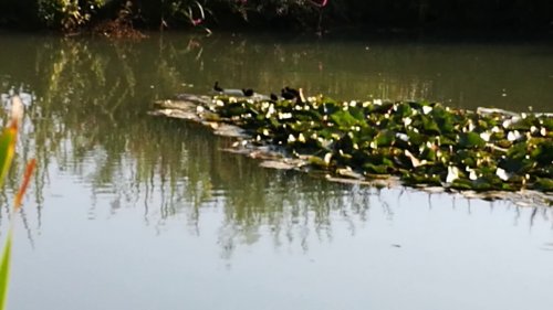 Водяная курочка, растём.