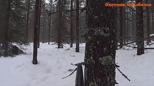 Выстрел по лосю и невероятное развитие событий
