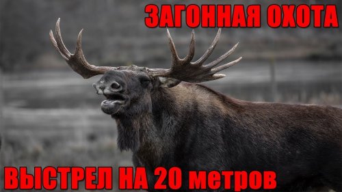 В ШОКЕ!! Лось подошёл на 20 метров!! (Загонная охота)