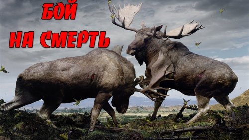Бой Лосей во время гона