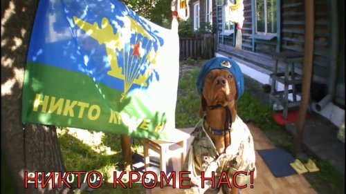 Охота поиска Аллюр: С Днём ВДВ!