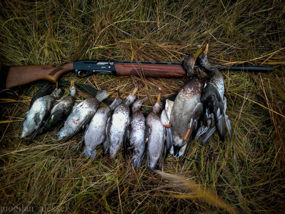День Чирка