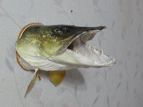 Щука