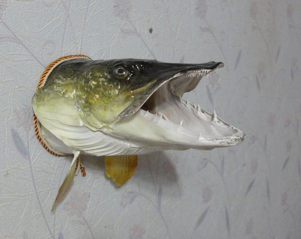 Щука