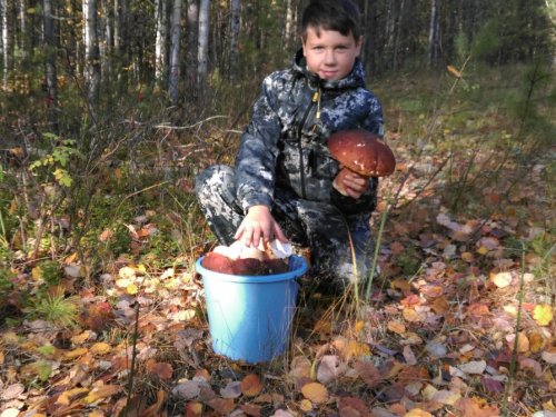 На боровой охоте