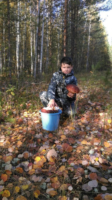 На боровой охоте