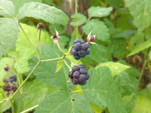 Выходные с братом и ягдтерьером.