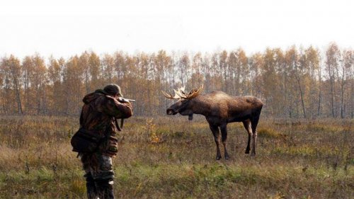 Охота на лося загоном